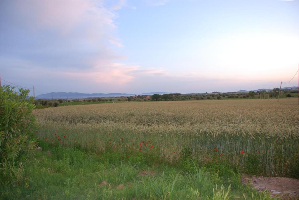 Agriturismo Le Coccinelle Vendégház Magliano in Toscana Kültér fotó